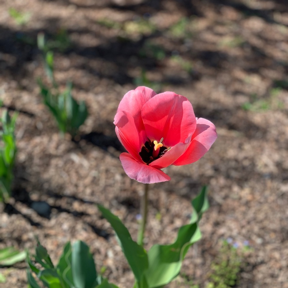 Meet your Posher, Posh